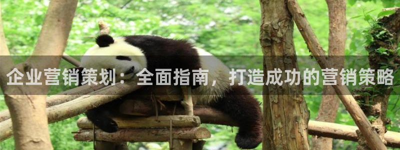 必赢国际是什么